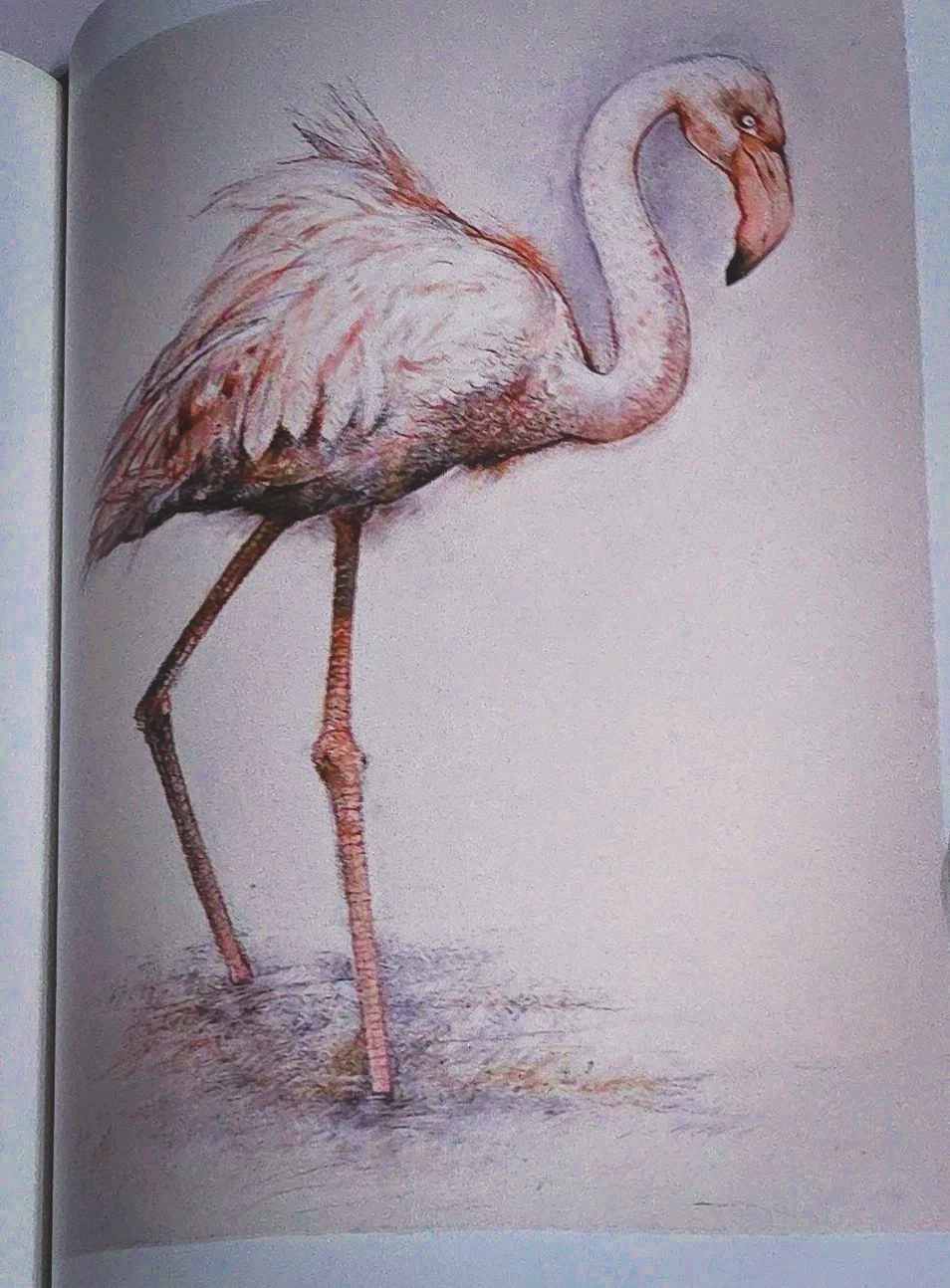 Book, John Alexander: Works on Paper 1st Edition, (2001, Paperback)