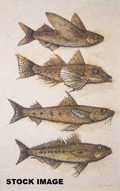 Strange Fish, John Alexander, 2002