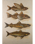 Alexander, John, Strange Fish, 2002