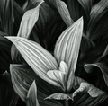 Yates, Rusty, Corn Lily