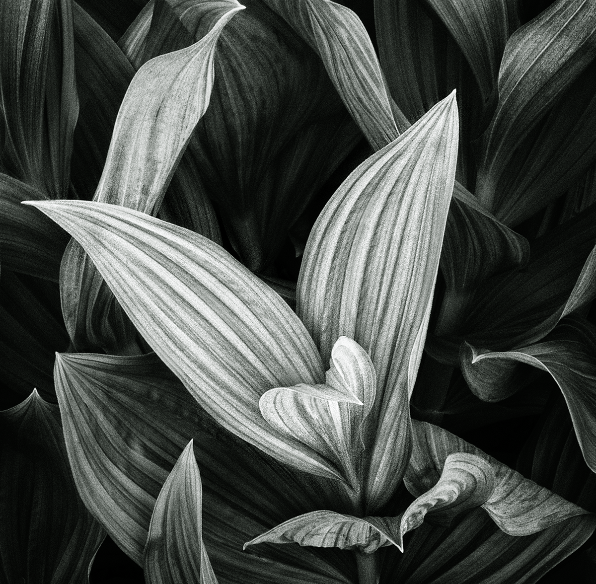 Yates, Rusty, Corn Lily