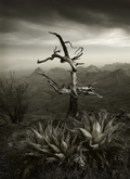 Yates, Rusty, South Rim, Benefitting No Big Bend Border Wall Coalition