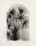 Davidoff, Suzi, Palmetto from Laguna Gloria Garden, 1994